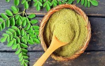 KELOR; DAUN 1000 MANFAAT.